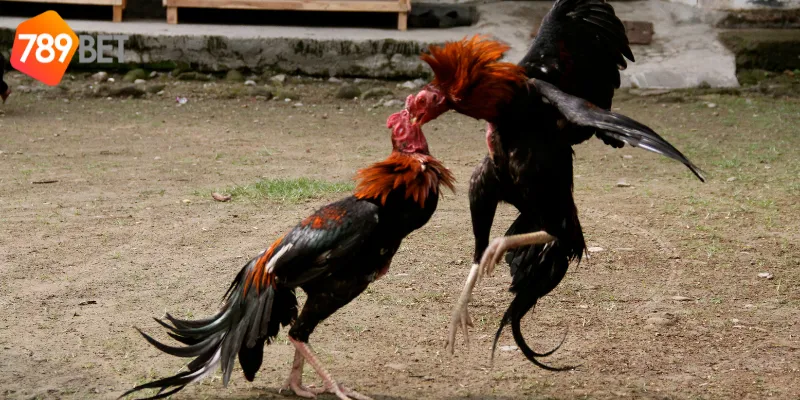 Cách đặt cược đá gà cổ điển Việt Nam