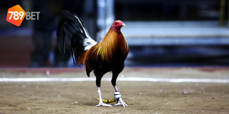 Cách tham gia đặt cược đá gà trực tuyến quốc tế