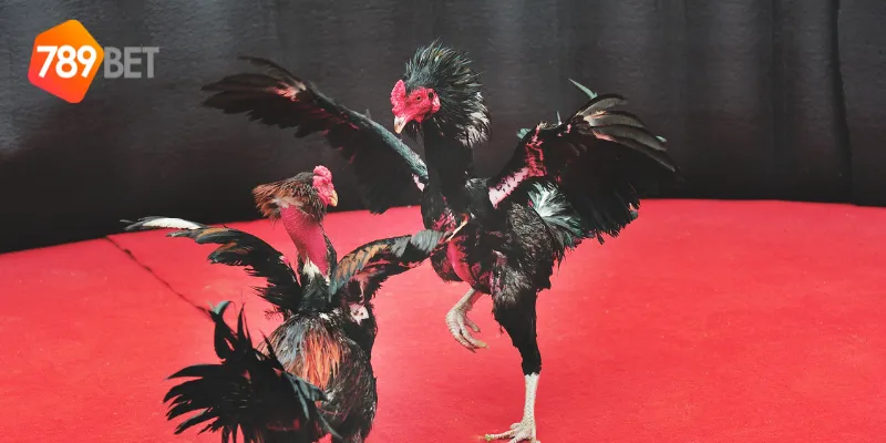 Khám Phá Đấu Trường Gà Bất Bại Tại 789BET, Chiến Thắng Lớn! 3 Cách tham gia đấu trường gà bất bại