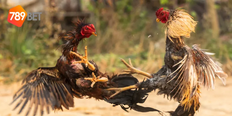 Đấu Gà Trực Tiếp Online Cập Nhật Mới Nhất Từ 789BET 3 Cải tiến trong đấu gà trực tiếp online