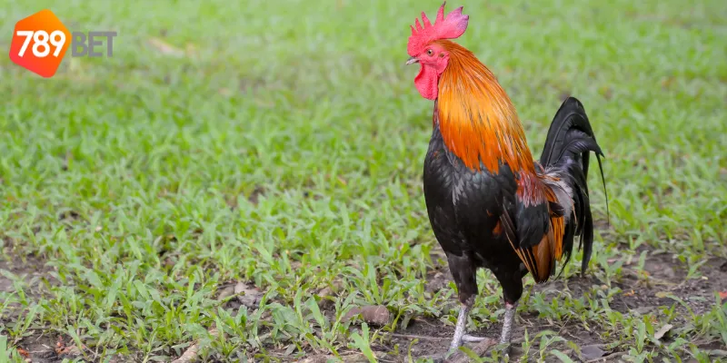Khám Phá Đấu Trường Gà Bất Bại Tại 789BET, Chiến Thắng Lớn! 4 Chiến thuật chơi đấu trường gà bất bại