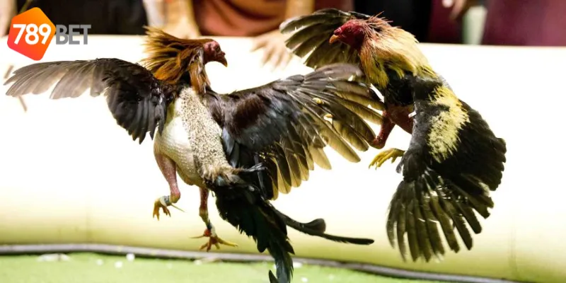 Chiến thuật cược đấu trường gà sắt Philippines