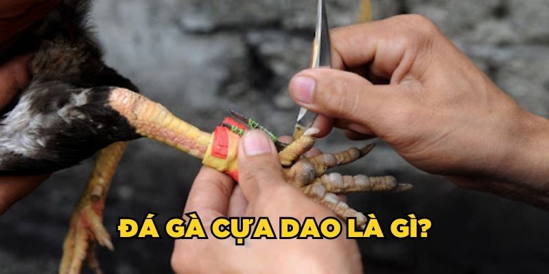 da ga cua dao 1