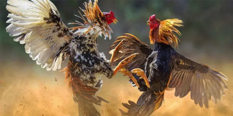 Đá Gà Cựa Dao: Trận Đấu Đỉnh Cao Với Chiến Binh Mạnh Nhất 2 Đá gà cựa dao KUBET