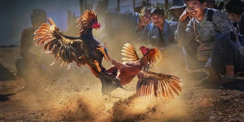 Đá Gà Cựa Dao: Trận Đấu Đỉnh Cao Với Chiến Binh Mạnh Nhất 3 Kịch tính từng phút giây khi xem