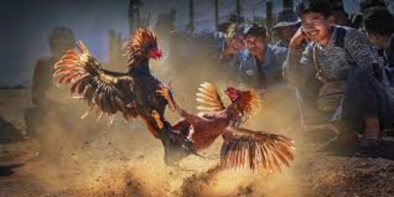 Nắm vững quy tắc rồi hẵng tham gia