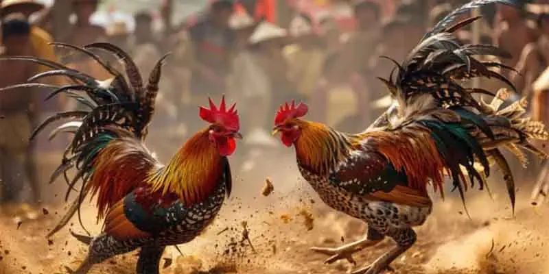Đá Gà Cựa Dao: Trận Đấu Đỉnh Cao Với Chiến Binh Mạnh Nhất 4 Chọn giống gà ưu tú