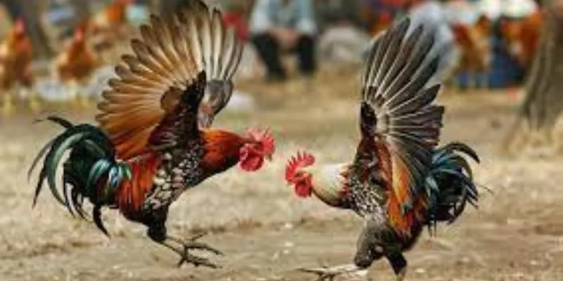 Các cửa cược được yêu thích trong đá gà siêu tốc