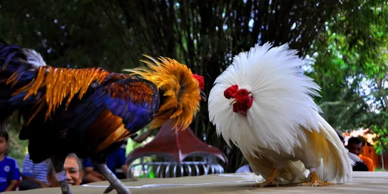 Chiến thuật cá cược đá gà siêu tốc giành chiến thắng