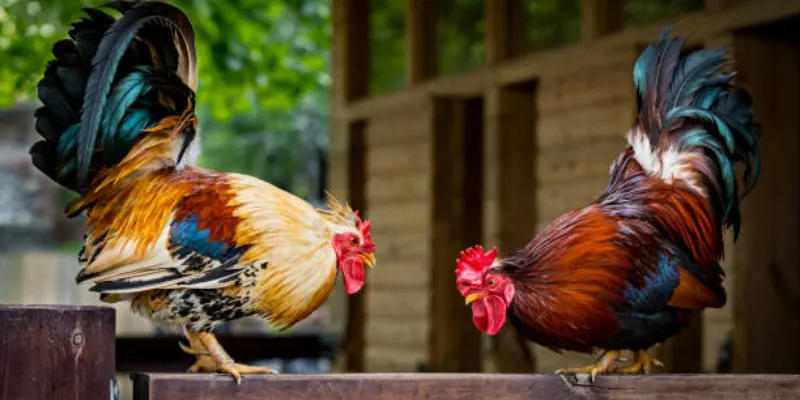 Tìm hiểu về đá gà siêu tốc hấp dẫn