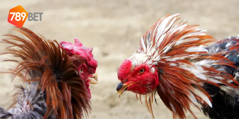 Đá gà trực tuyến quốc tế có gì hấp dẫn