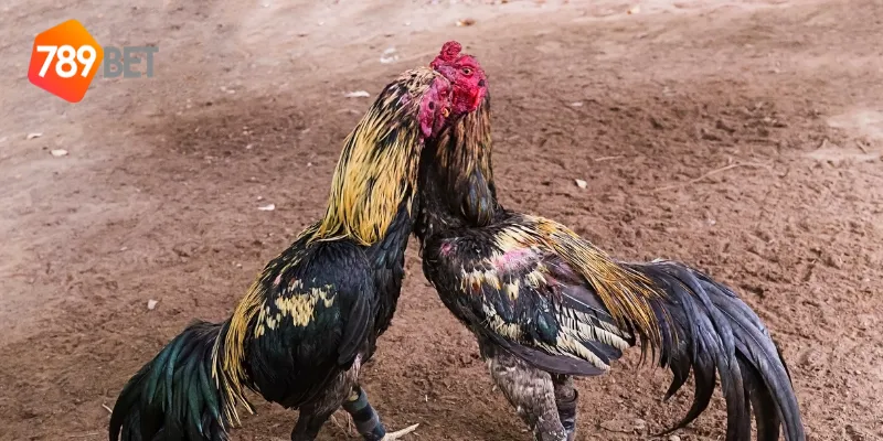 Đấu Gà Trực Tiếp Online Cập Nhật Mới Nhất Từ 789BET 2 Đặc điểm của đấu gà trực tiếp online