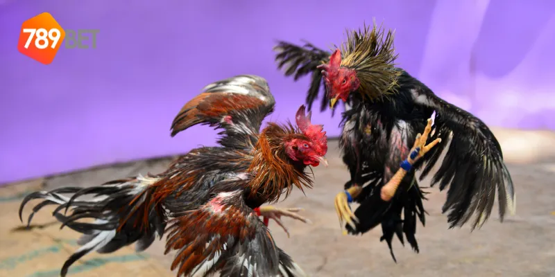 Giới thiệu đá gà cổ điển Việt Nam