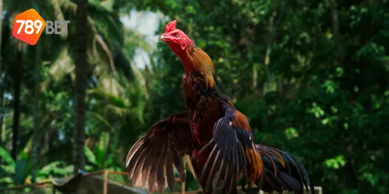 Gà Chọi Xứ Bắc Trận Đấu Đỉnh Cao Cùng 789BET 2 Giới thiệu về gà chọi xứ Bắc