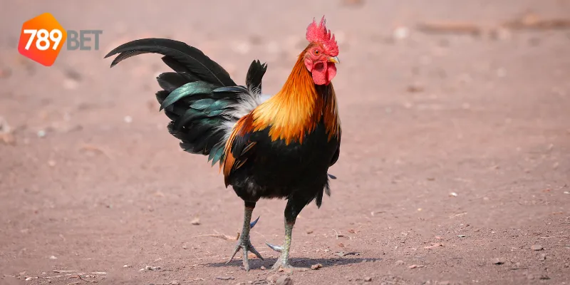 Màu Mạng Gà Đá, Theo Dõi Trực Tiếp Trên 789BET 2 Giới thiệu về màu mạng gà đá