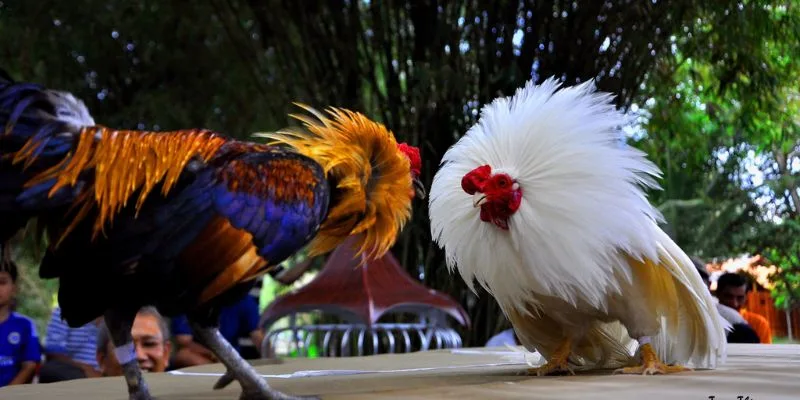 Luật chơi và thể thức đấu cần biết