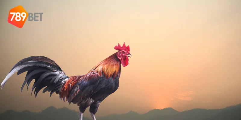 Màu Mạng Gà Đá, Theo Dõi Trực Tiếp Trên 789BET 3 Lý do nên tìm hiểu về màu mạng gà đá