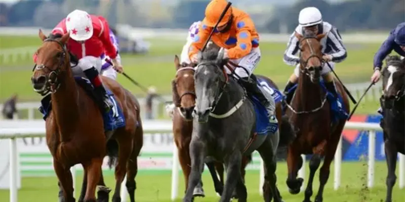 Cần nghiên cứu phong độ của các con ngựa