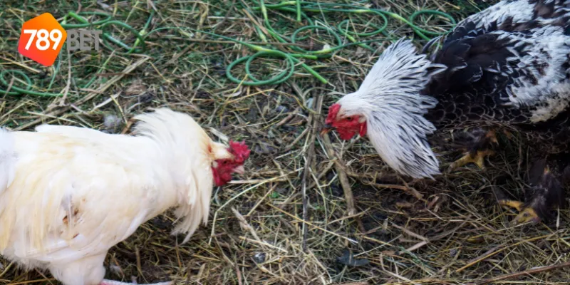 Khám Phá Đấu Trường Gà Bất Bại Tại 789BET, Chiến Thắng Lớn! 2 Quy mô và tính chất của đấu trường gà bất bại