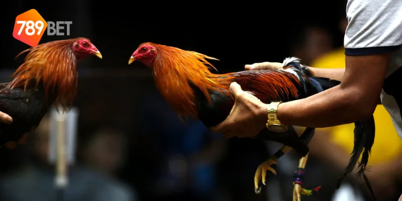 Tính năng cược nổi bật của đá gà trực tuyến quốc tế