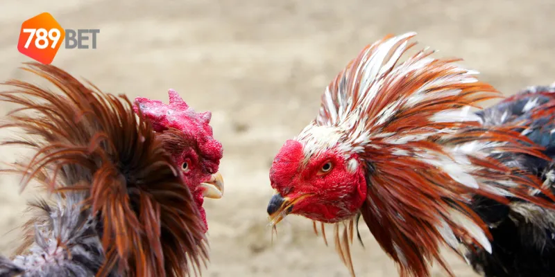 Yếu tố quyết định của đá gà cổ điển Việt Nam