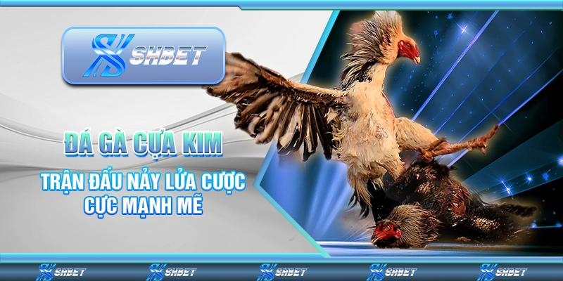 Đá Gà Cựa Kim - Trận Đấu Nảy Lửa Cược Cực Mạnh Mẽ