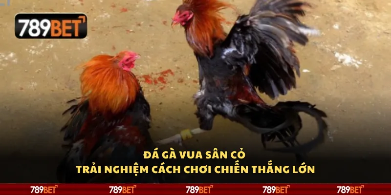 Đá gà vua sân cỏ – Trải nghiệm cách chơi chiến thắng lớn