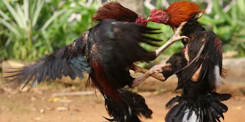 Top mẹo cá cược đá gà vua sân cỏ hiệu quả