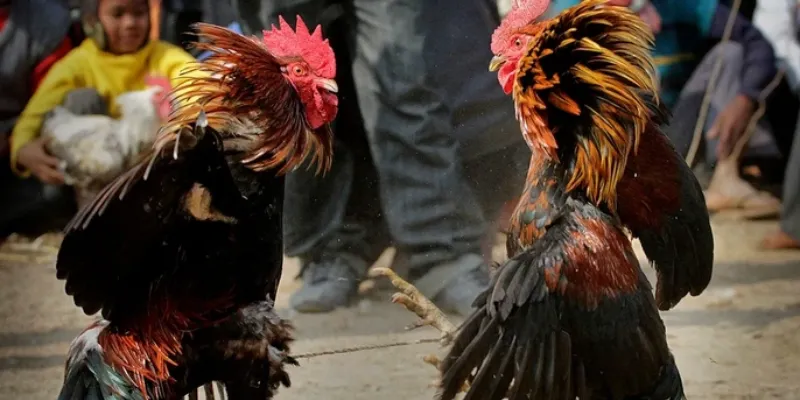 Sơ lược về đá gà vua sân cỏ tại 789Bet