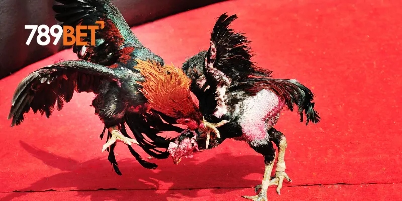 Đá Gà Siêu Tốc 789BET Trận Đấu Cực Đỉnh Và Hấp Dẫn 4 Cách tham gia cá cược đá gà siêu tốc