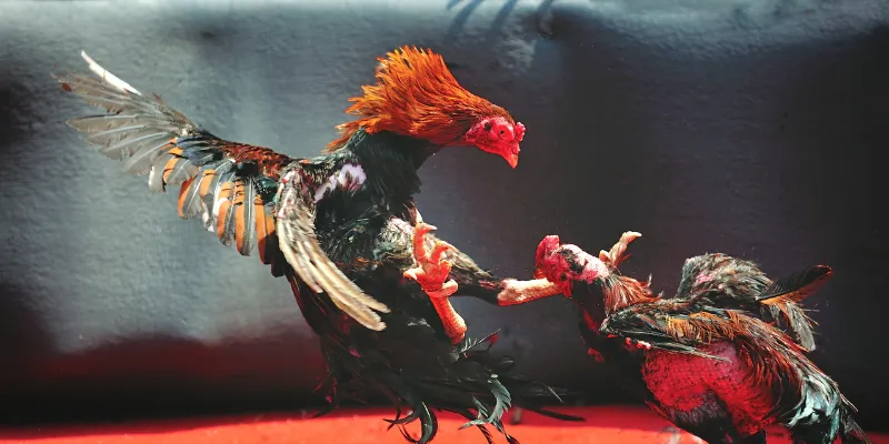 Cách chơi đá gà cựa kim hiệu quả