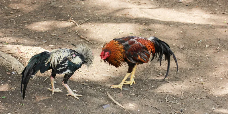 Quy tắc đá gà cựa kim là gì?