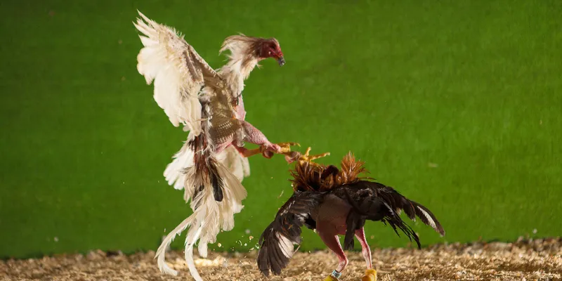 Sự kịch tính của môn đá gà cựa kim