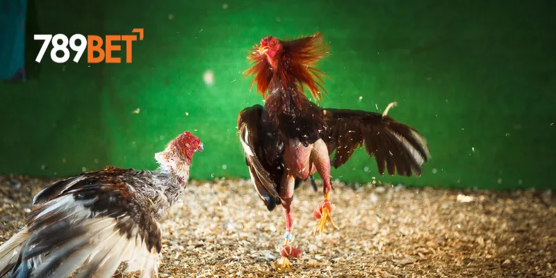 Đá Gà Siêu Tốc 789BET Trận Đấu Cực Đỉnh Và Hấp Dẫn 3 Sự hấp dẫn trong đá gà siêu tốc