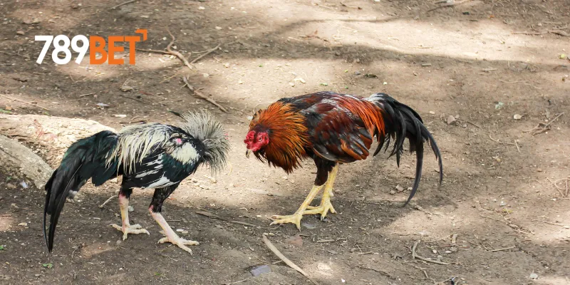 Đá Gà Siêu Tốc 789BET Trận Đấu Cực Đỉnh Và Hấp Dẫn 2 Tính năng của đá gà siêu tốc tại 789BET